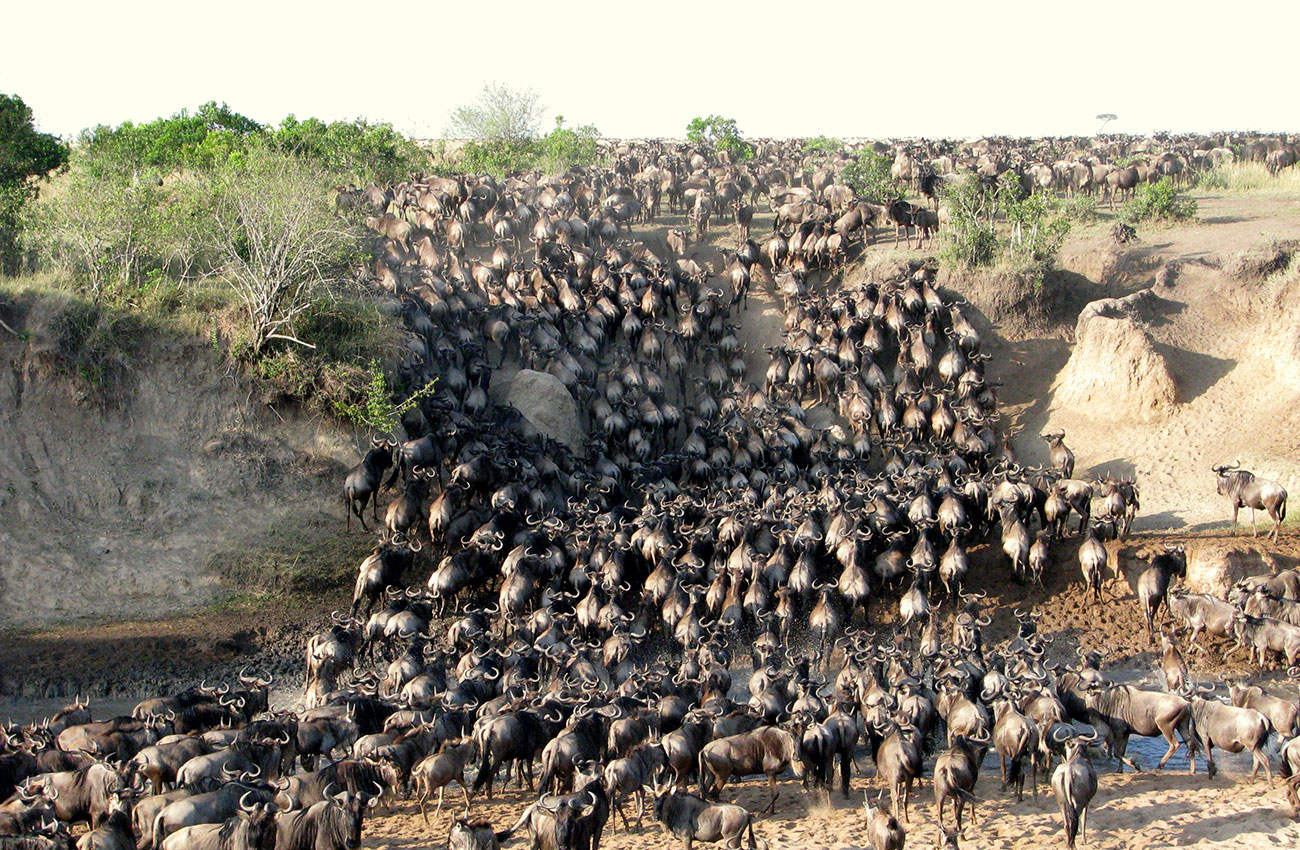 Maasai Mara National Reserve - Kenya Wildlife Safaris in Maasai Mara