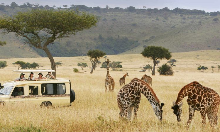 Things to do in Kenya National Parks - Kenya Travel Guide
