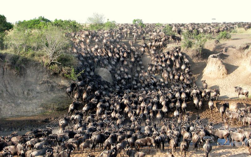 Maasai Mara National Reserve - Kenya Wildlife Safaris in Maasai Mara