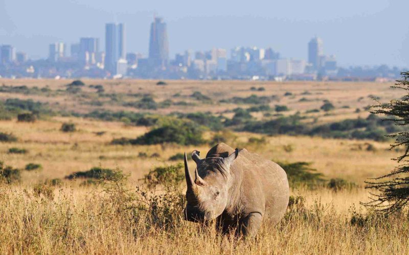 Nairobi National Park