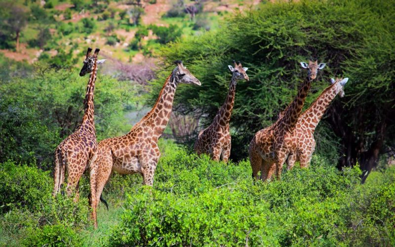 Tsavo West National Park